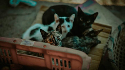 Pinto multa  con 1.500 euros a dos alimentadoras de gatos callejeros