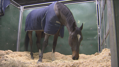 Preparados para la Madrid Horse Week