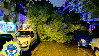 Cae un enorme árbol en Alcorcón sin causar heridos