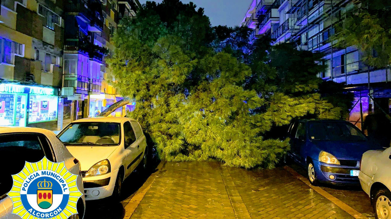 Caída de un pino en Alcorcón