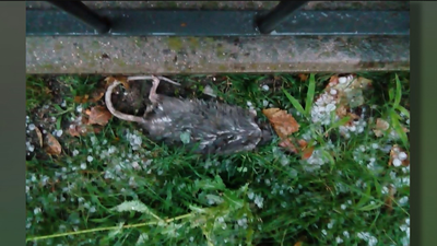 Una plaga de ratas toma los parques cercanos a viviendas en Parla