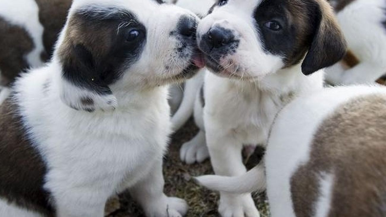 San Sebastián de los Reyes acoge un torneo de obediencia canina
