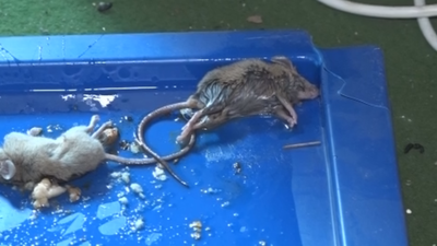 Acosada por las ratas en su propia casa en Alcalá de Henares