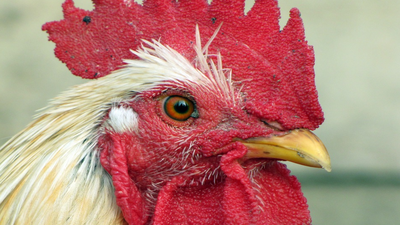 'Gallinas alarma' para espantar a los ladrones