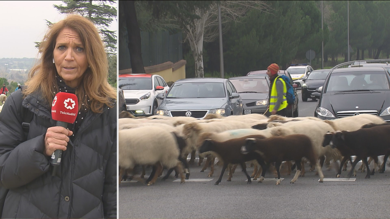 Ovejas para luchar contra el cambio climático