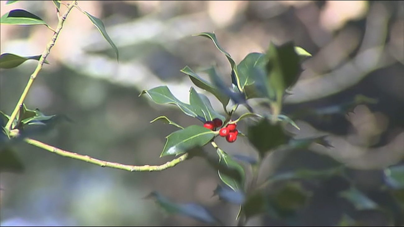 Prohibido recoger musgo o acebo para el Belén bajo multa de hasta 2.000 euros
