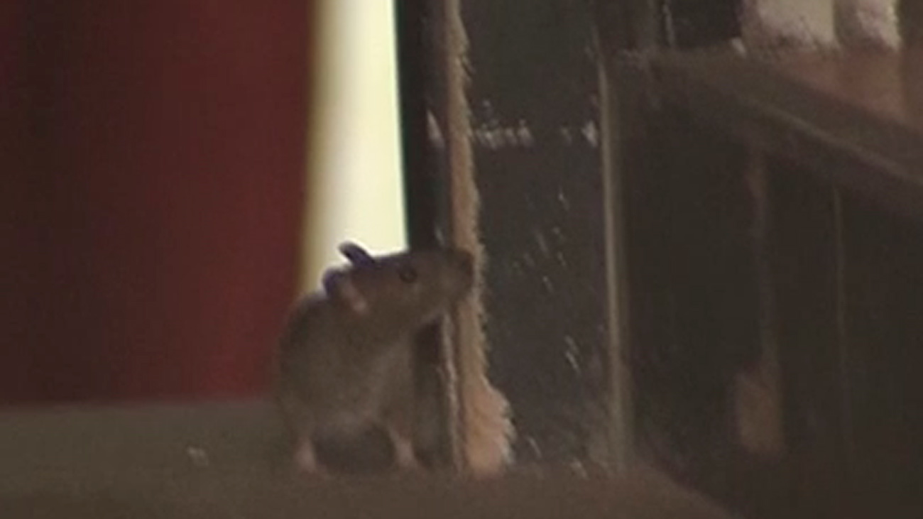 Ratas y cucarachas en una pizzería del centro de Madrid