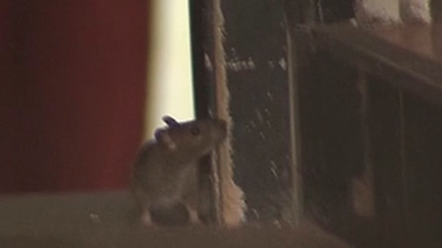 Ratas y cucarachas en una pizzería del centro de Madrid