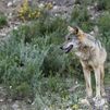 Hallan muerto un lobo que participaba en un proyecto de conservación