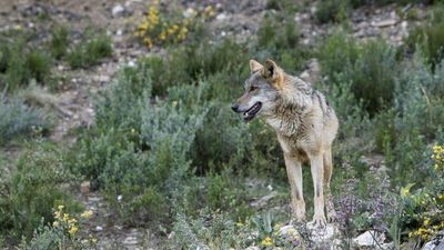 Hallan muerto un lobo que participaba en un proyecto de conservación