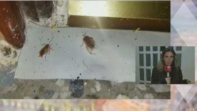 Invasión de cucarachas en un bloque de Parla