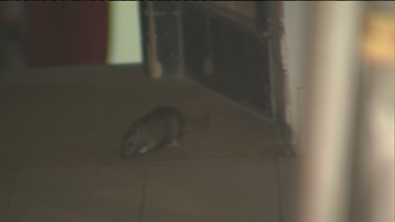 La pizzería de calle Príncipe invadida por las ratas no tiene licencia de actividad