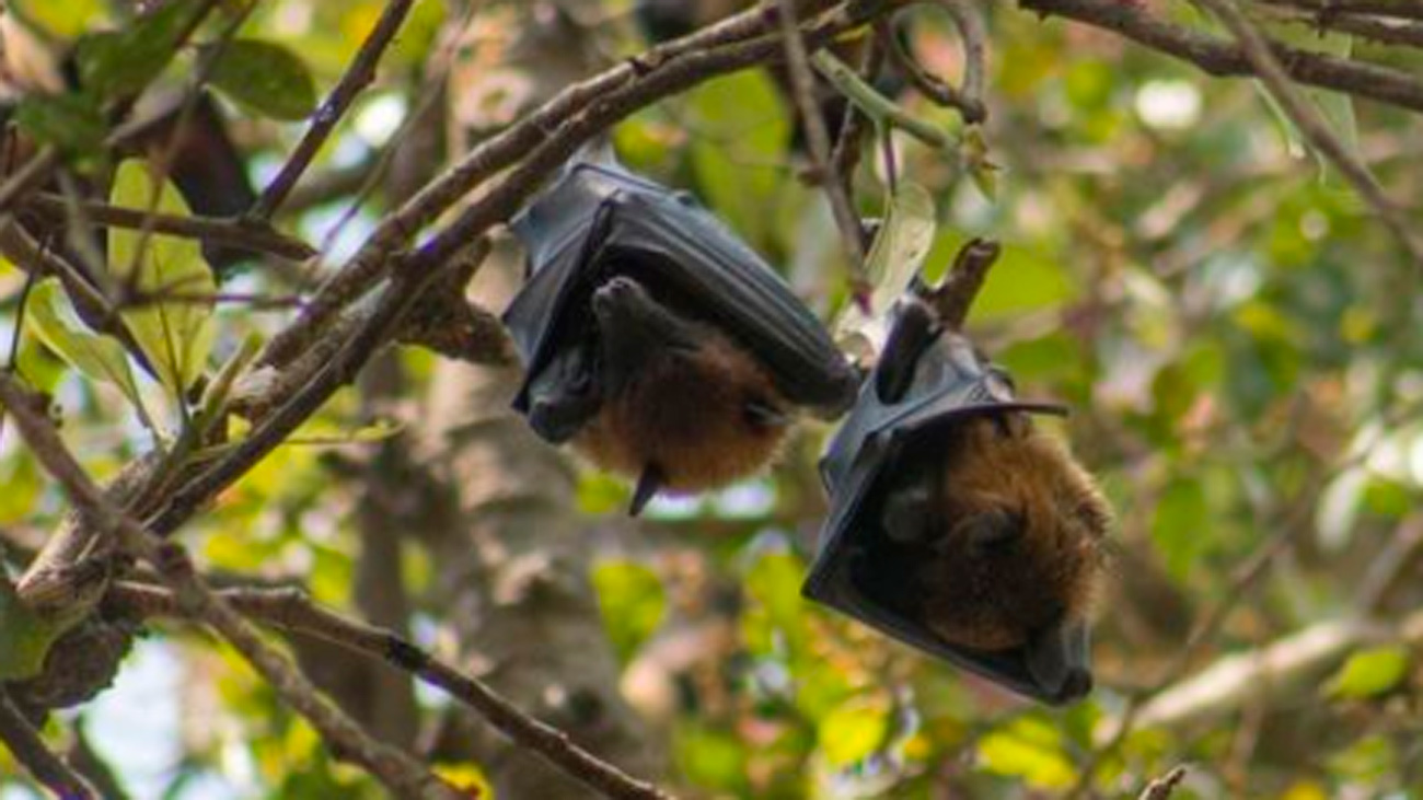 Dos murciélagos reposan en un árbol en la Comunidad de Madrid