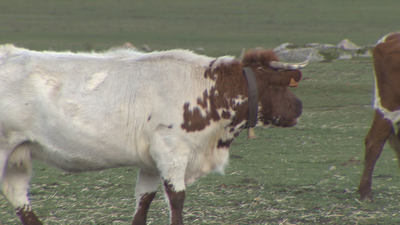 Los ganaderos madrileños plantan cara a la carne vegana