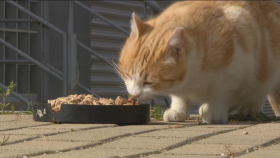 El Brexit provocará grandes trámites para el traslado de mascotas