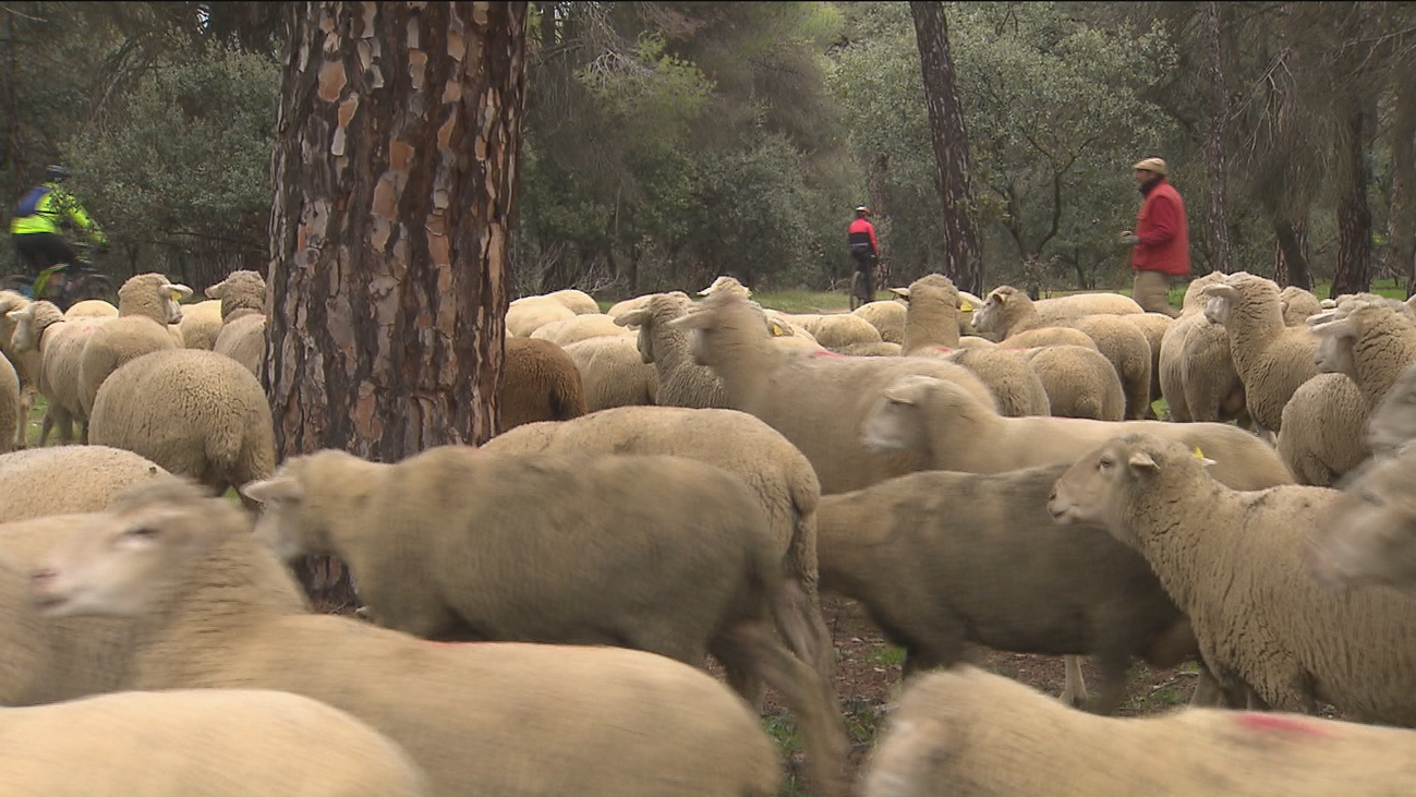 Boadilla cuenta con ovejas "bombero" para prevenir incendios forestales