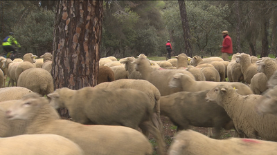 Boadilla cuenta con ovejas "bombero" para prevenir incendios forestales