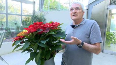 ¿Por qué usamos muérdago en Navidad?