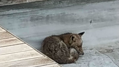 Rescatan a un zorro en el estanque del centro comercial La Gavia de Vallecas