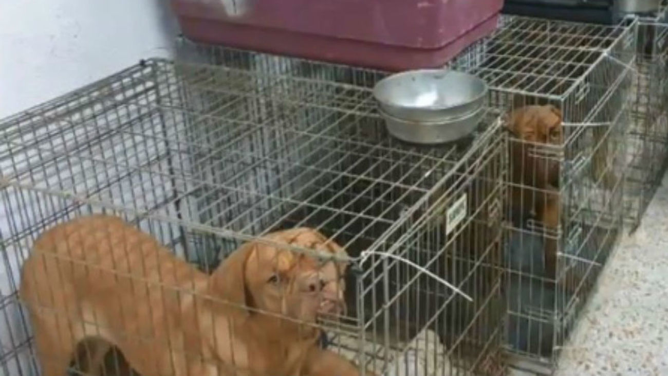 Perros en jaulas