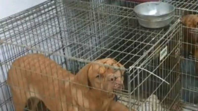 La Policía de Fuenlabrada rescata once perros en un establecimiento comercial