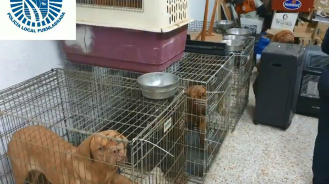 Perros en jaulas