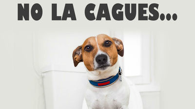 Móstoles lanza una campaña para concienciar sobre la recogida de excrementos caninos