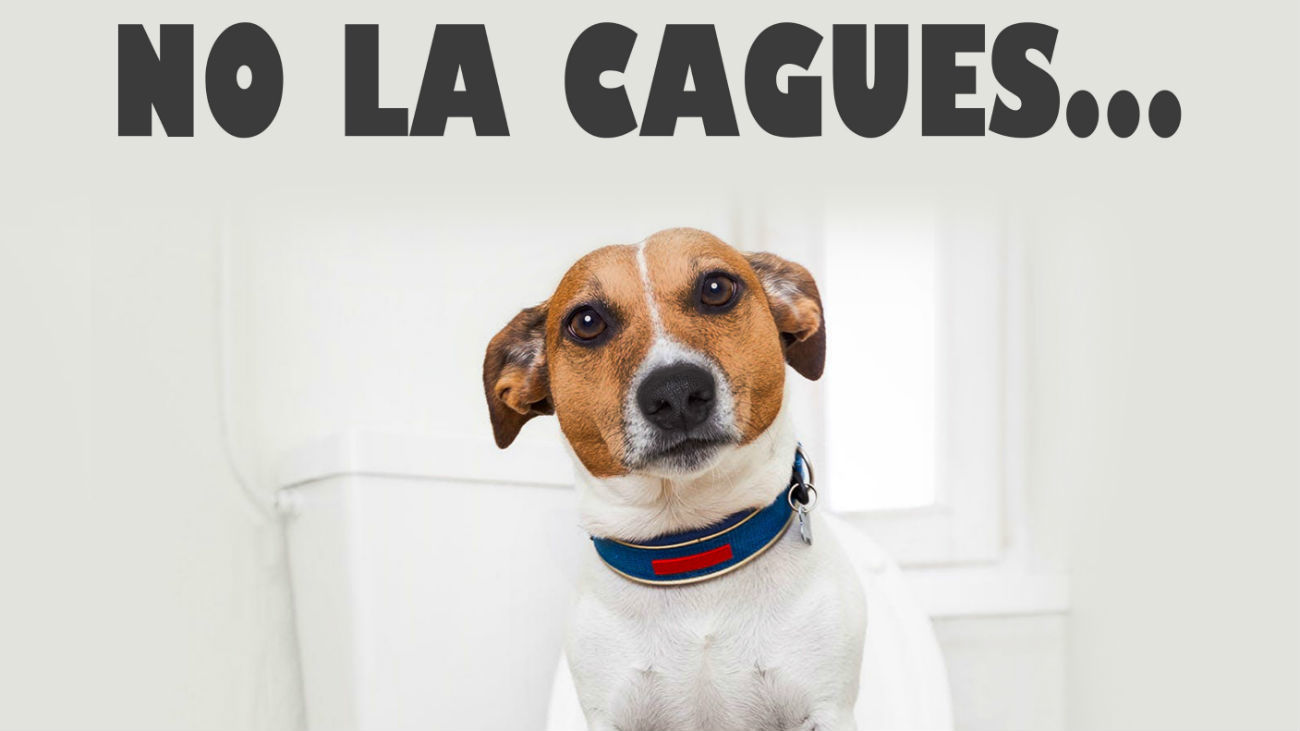 Móstoles lanza una campaña para concienciar sobre la recogida de excrementos caninos