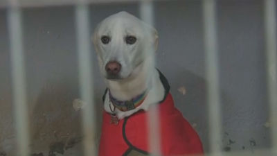 Rivas asume el servicio de recogida de animales abandonados de Parla