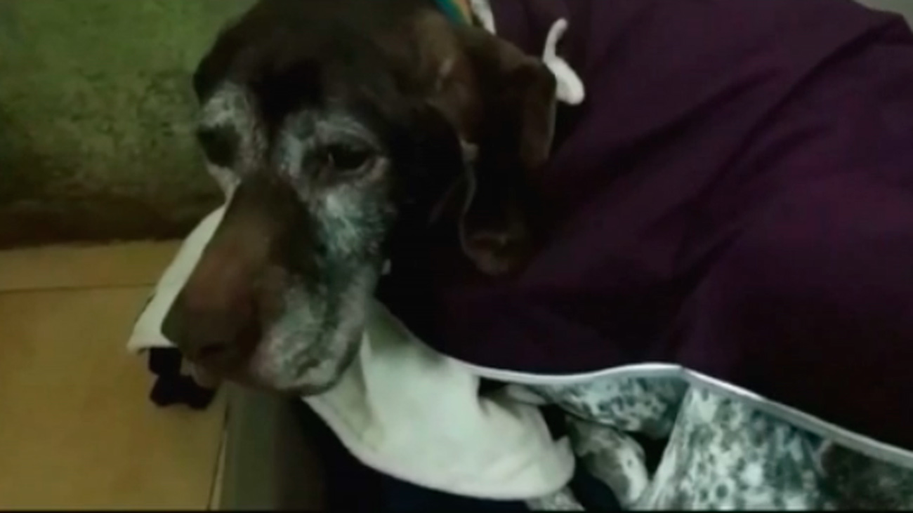 Buscan familias de acogida para perros como ‘Lela’, que sigue temblando desde que fue abandonada con 10 años
