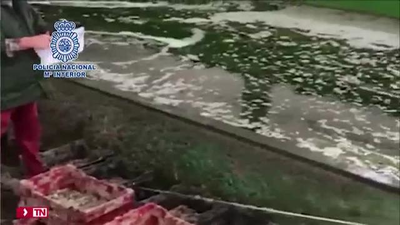 Inmovilizan más de 25 toneladas de almejas japónicas ilegales destinadas al consumo