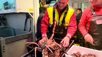 Mercamadrid, la gran despensa navideña