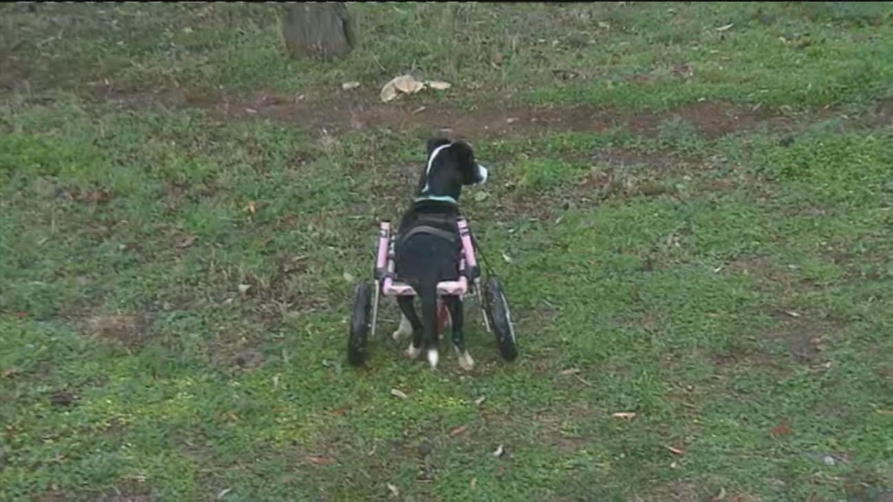 Una protectora para animales discapacitados