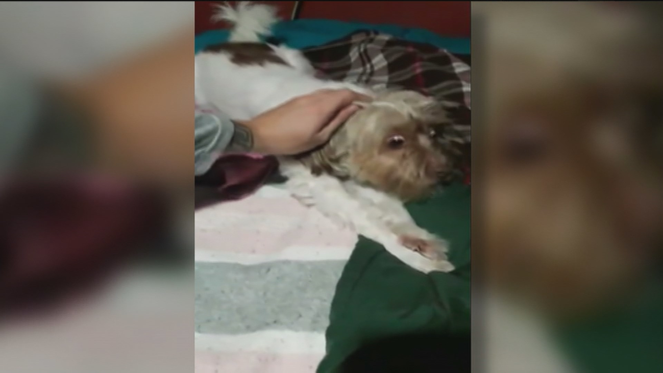 Los petardos y fuegos artificiales, los grandes enemigos de las mascotas