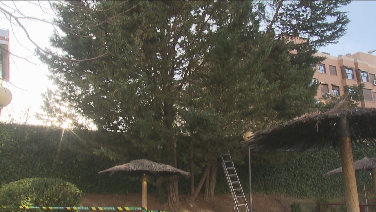 Vecinos de Hortaleza piden que les autoricen la poda de un árbol ante el peligro de desplome