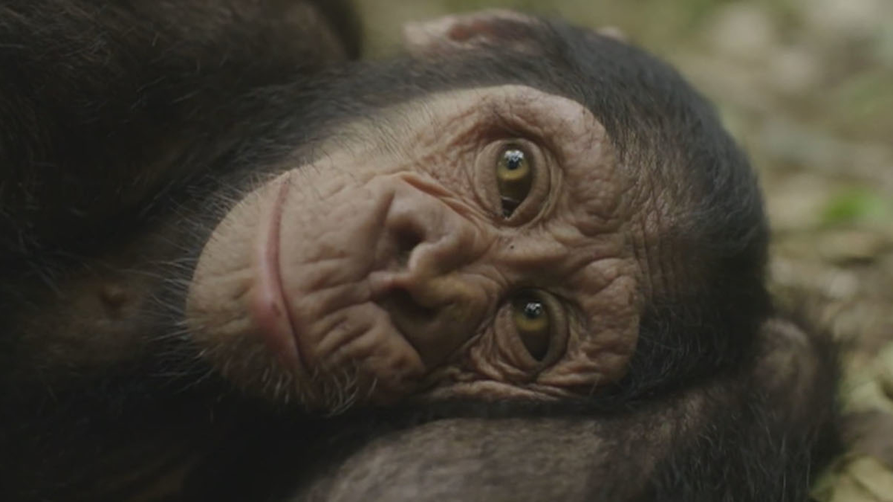 Quedan menos de 250.000 chimpancés en África