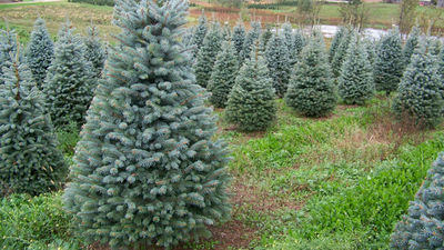 Torrejón de Ardoz recoge árboles navideños para replantarlos en las zonas verdes