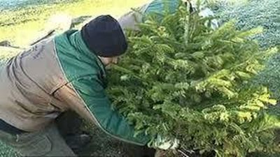 Los abetos navideños se pueden llevar a los viveros de Madrid desde este martes