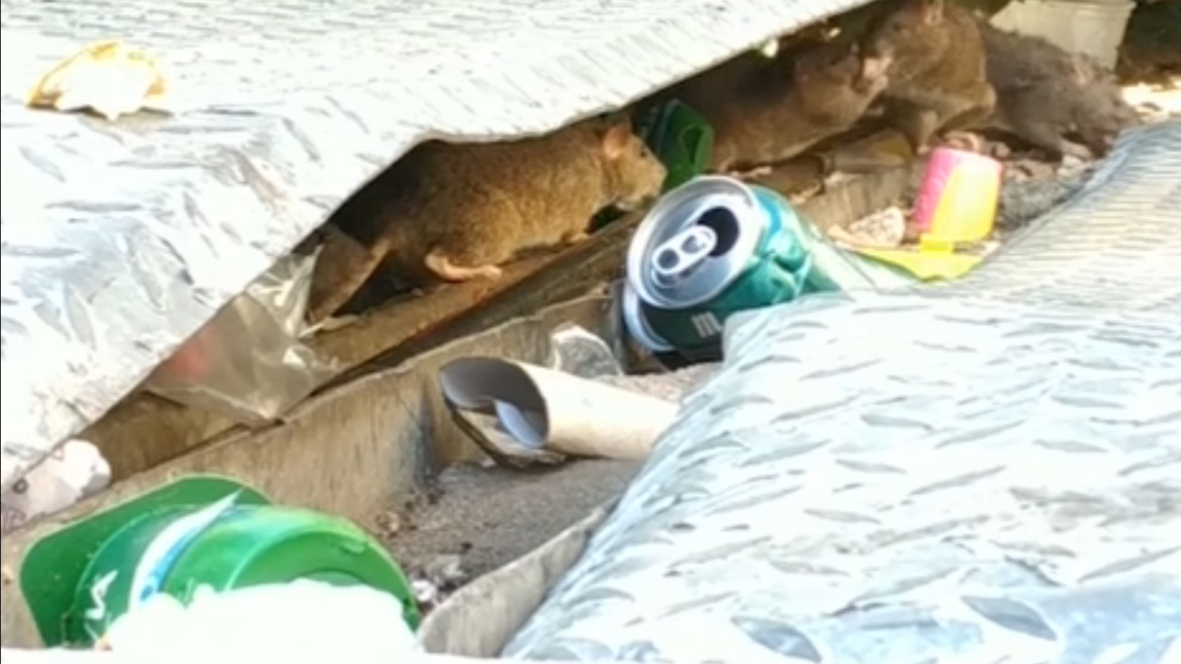 Invasión de ratas gigantes en Alcorcón