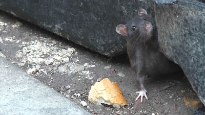 El Ayuntamiento de Alcorcón promete solucionar el problema de ratas en las próximas semanas