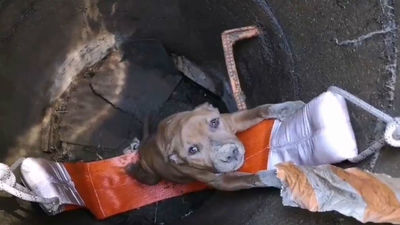 Bomberos de  Fuenlabrada rescatan a un perro que se había caído a un pozo