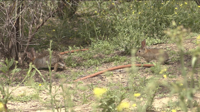 Una plaga de conejos enfrenta a agricultores y ecologistas
