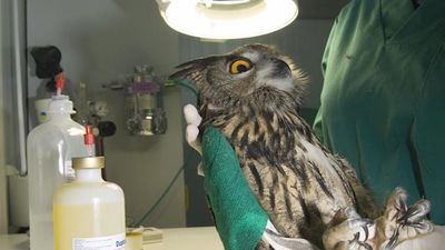 Madrid destina 750.000 euros a 16 proyectos medioambientales de 15 entidades