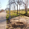 Alcobendas planta 300 árboles para crear un corredor verde junto a la A-1
