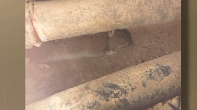 Vecinos de Leganés denuncian la presencia de ratas “como conejos” dentro de sus casas