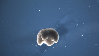 Polémico avance científico con la creación de biobots con células de rana
