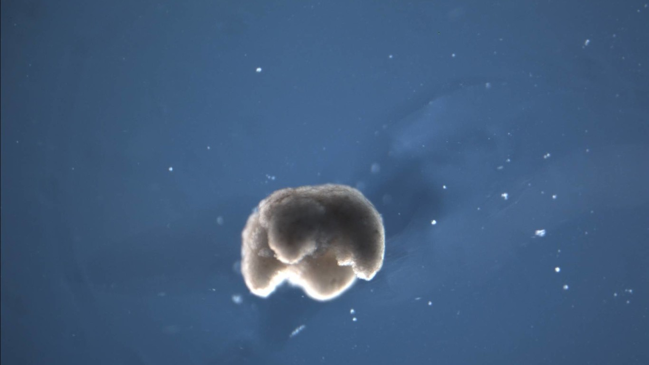 Polémico avance científico con la creación de biobots con células de rana