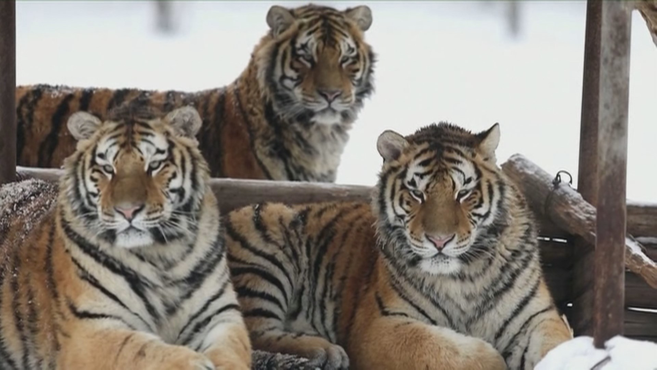 El rey de las nieves