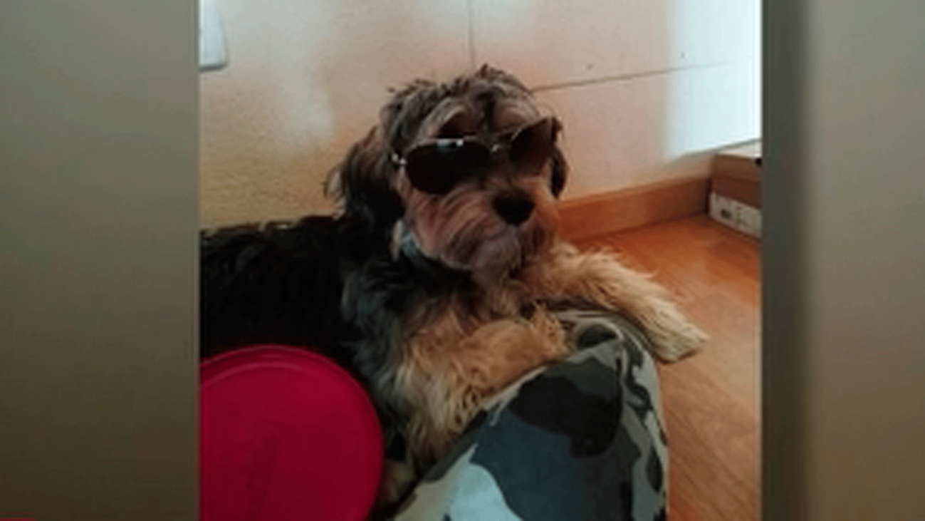 Dejó a su perro en una peluquería canina de Valdemoro y murió atropellado