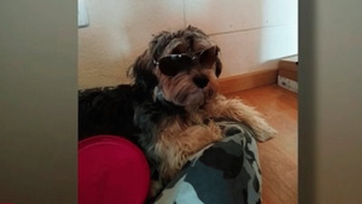 Dejó a su perro en una peluquería canina de Valdemoro y murió atropellado